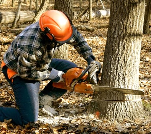 Tree Removal in Burlington Flats, NY